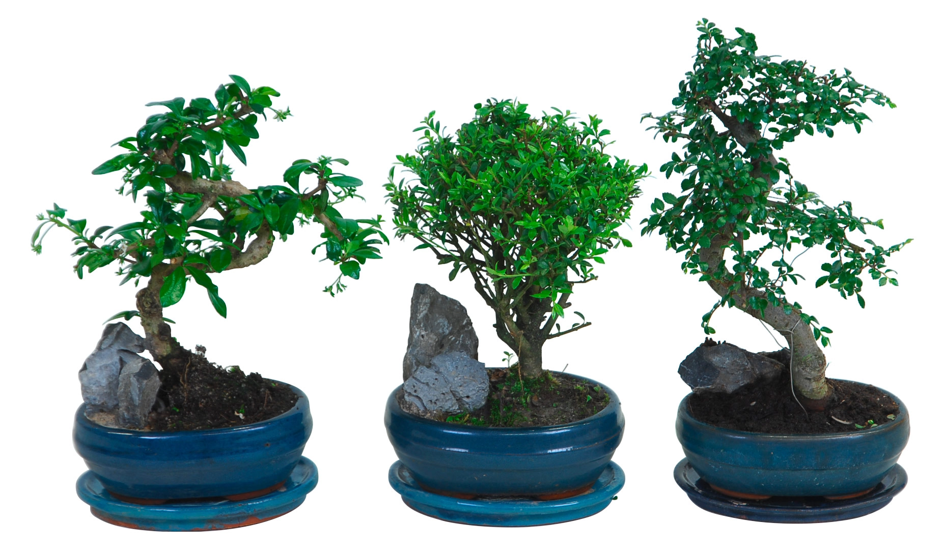 Bonsai kaufen bei OBI